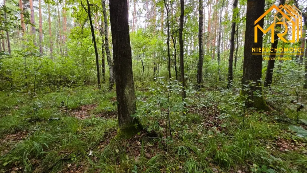 Duża działka leśna w gminie Osiek — zdjęcie 4, Działka na sprzedaż, Ossala, Tarnów