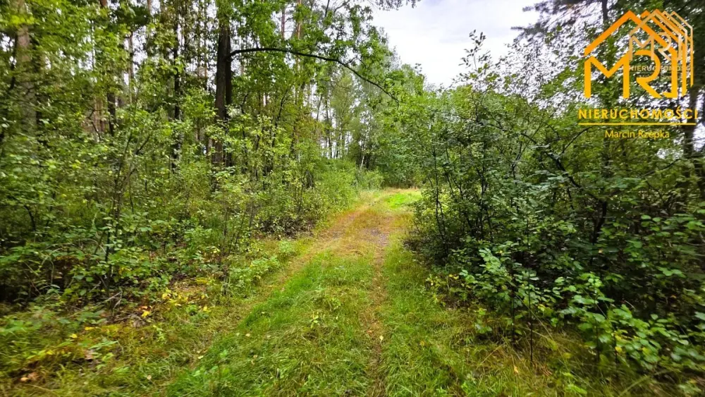 Duża działka leśna w gminie Osiek — zdjęcie 6, Działka na sprzedaż, Ossala, Tarnów