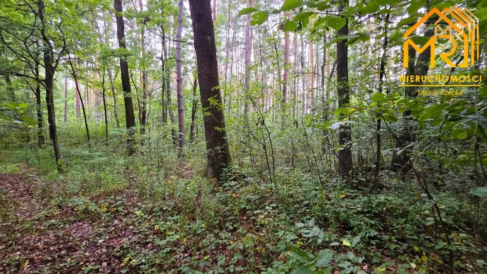 Duża działka leśna w gminie Osiek — zdjęcie 3, Działka na sprzedaż, Ossala, Tarnów