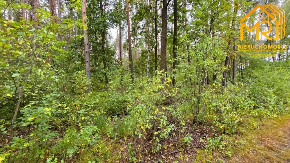 Duża działka leśna w gminie Osiek — zdjęcie 7, Działka na sprzedaż, Ossala, Tarnów