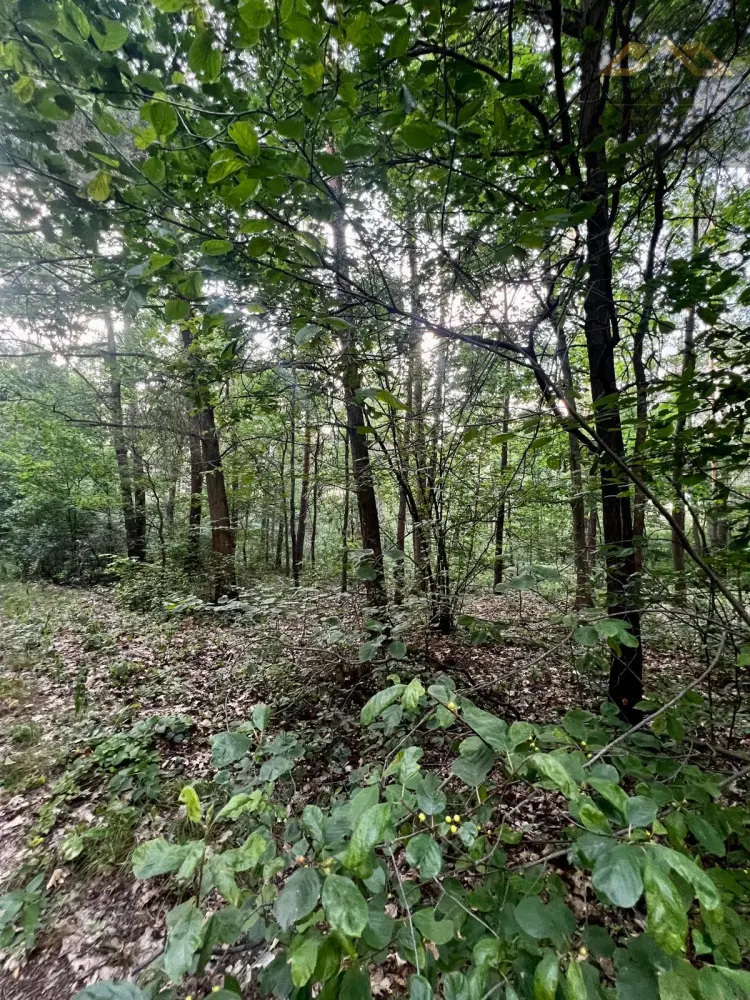 Stary las mieszany — zdjęcie 2, Działka na sprzedaż, Perła, gm. Dębno