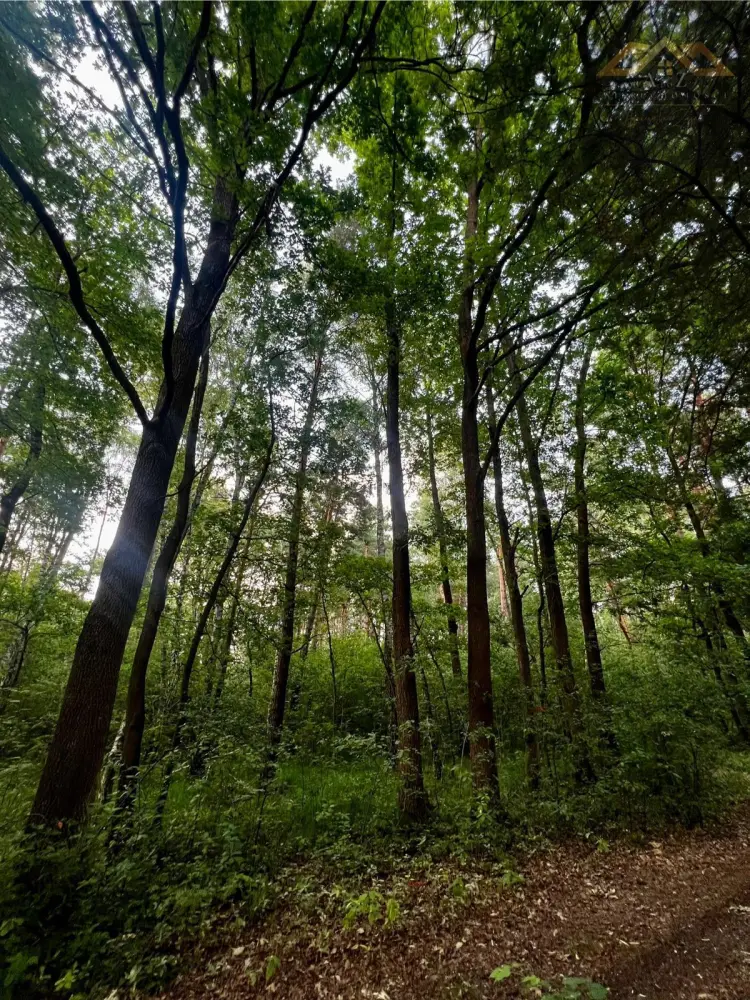 Stary las mieszany — zdjęcie 5, Działka na sprzedaż, Perła, gm. Dębno