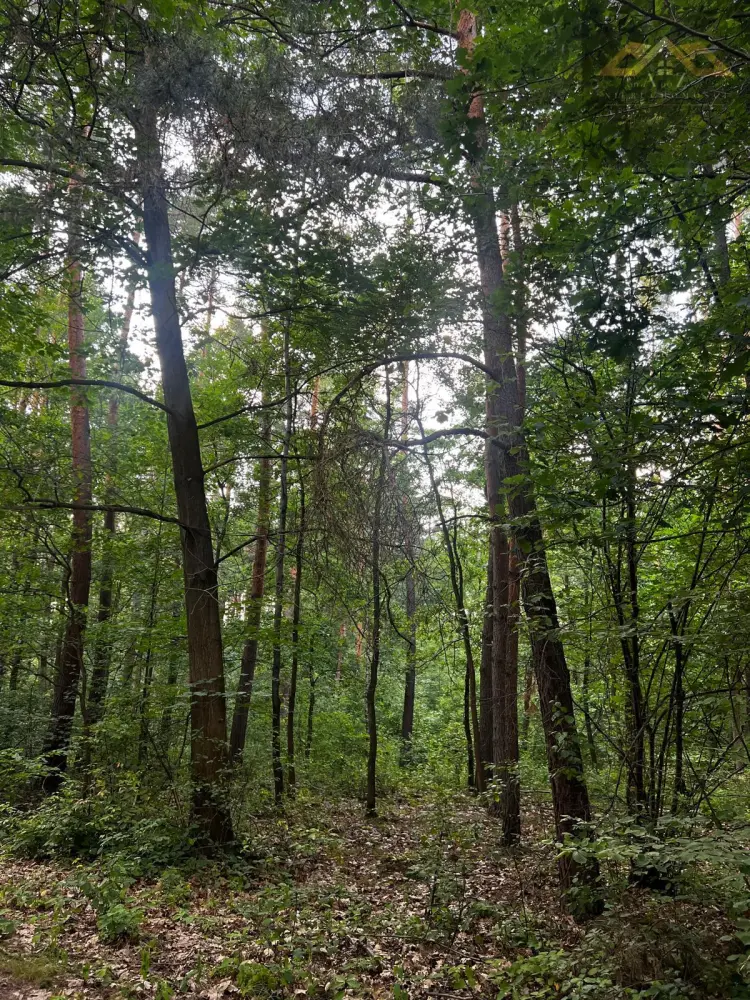 Stary las mieszany — zdjęcie 4, Działka na sprzedaż, Perła, gm. Dębno